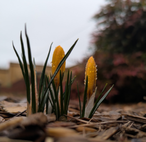 Crocus buds and their greenery poking out of the ground.